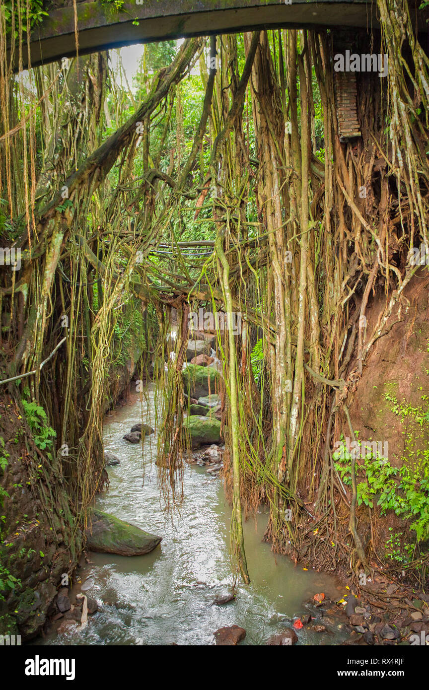 Sacro Santuario della Foresta delle Scimmie di Ubud sull isola di Bali in Indonesia Foto Stock