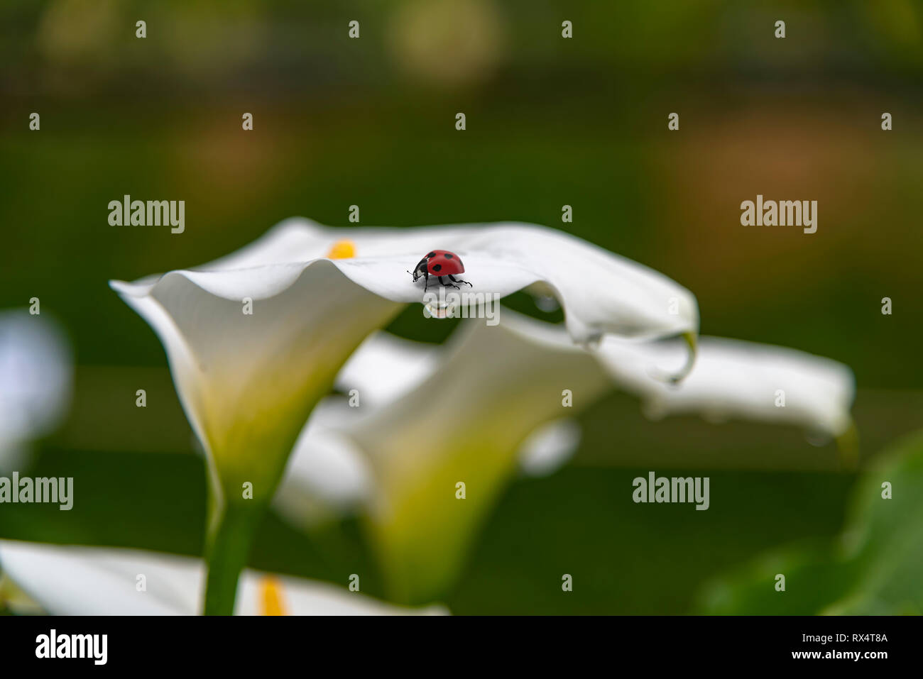 Red spotted coccinella su un bianco arum lily camminando sul spathe in stretta fino a basso angolo di visione all'aperto in giardino Foto Stock