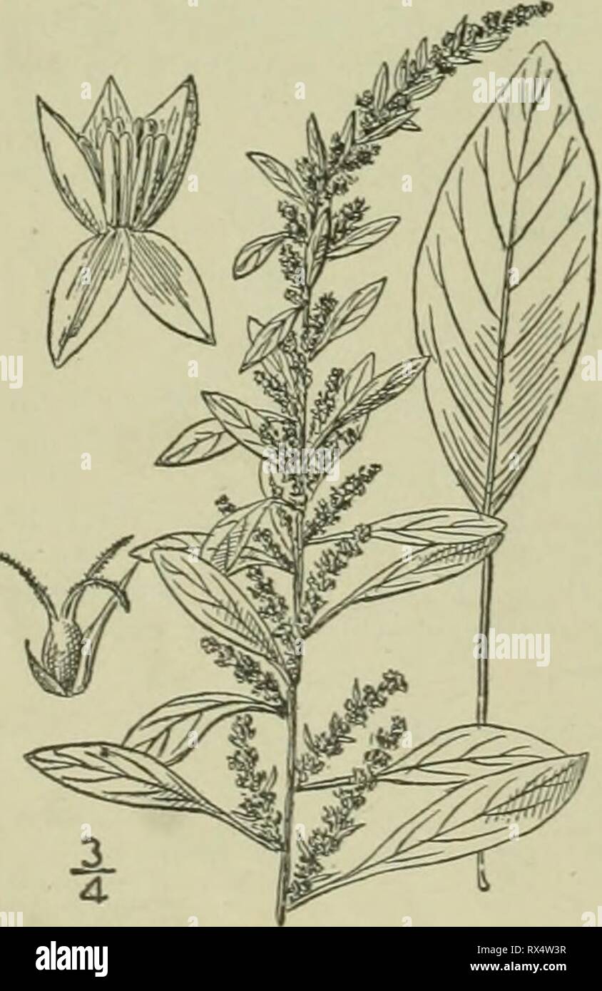 Un illustrata della flora di una flora illustrata del nord degli Stati Uniti, il Canada e la British possedimenti : da Terranova al parallelo tra il confine meridionale della Virginia e dall'Oceano Atlantico verso ovest per il 102º meridiano ed2illustratedflo02brit Anno: 1913 I. Acnida cannabina L. sale-acqua di palude- liemp. Fig. 1670. Acnida cannabina L. Sp. PI. 1027. 1753. Un, rusocarpa Michx. Fl. Bor. Am. 2 : 234, pi. 50. 1803. Succulento, stelo stout o snello (talvolta l' del diametro alla base), di solito molto ramificato, I°-lo° alti, i rami ascendente. Foglie lanceolate, acumi- nat Foto Stock