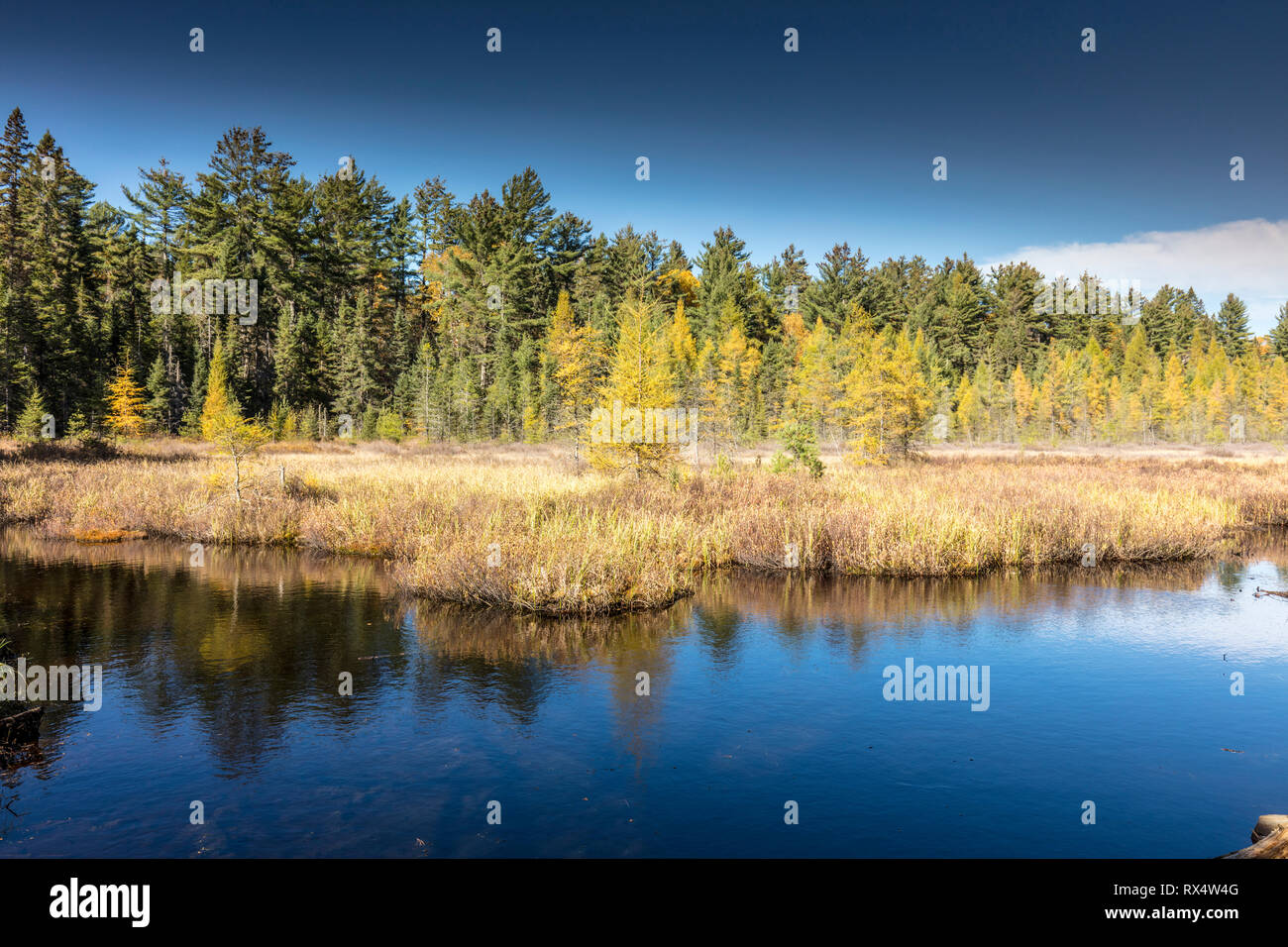 Le zone umide lungo il lago Mizzy trail in Algonquin Provincial Park, Ontario, Canada Foto Stock