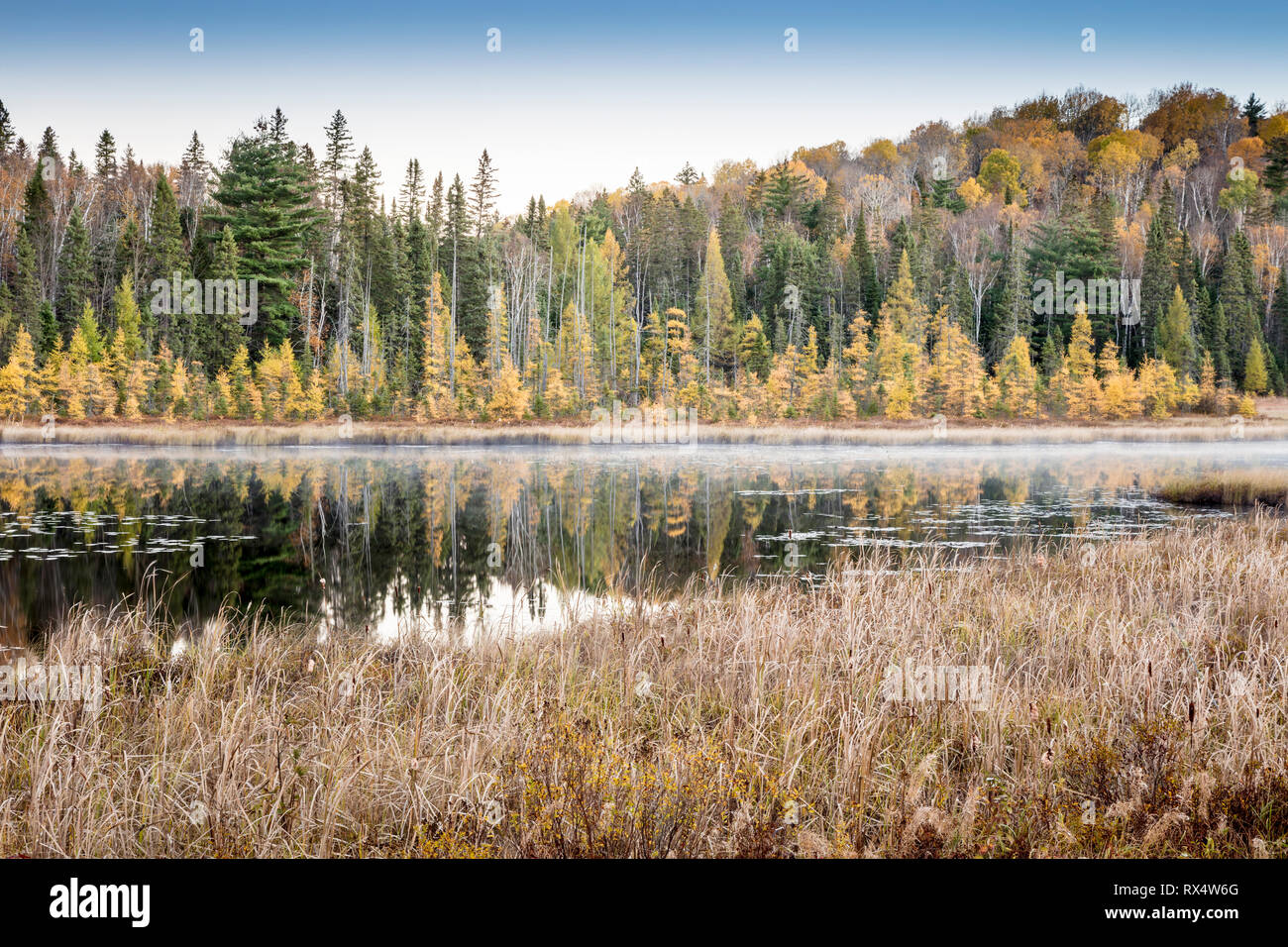 Le zone umide in autunno in Algonquin Provincial Park, Ontario, Canada Foto Stock