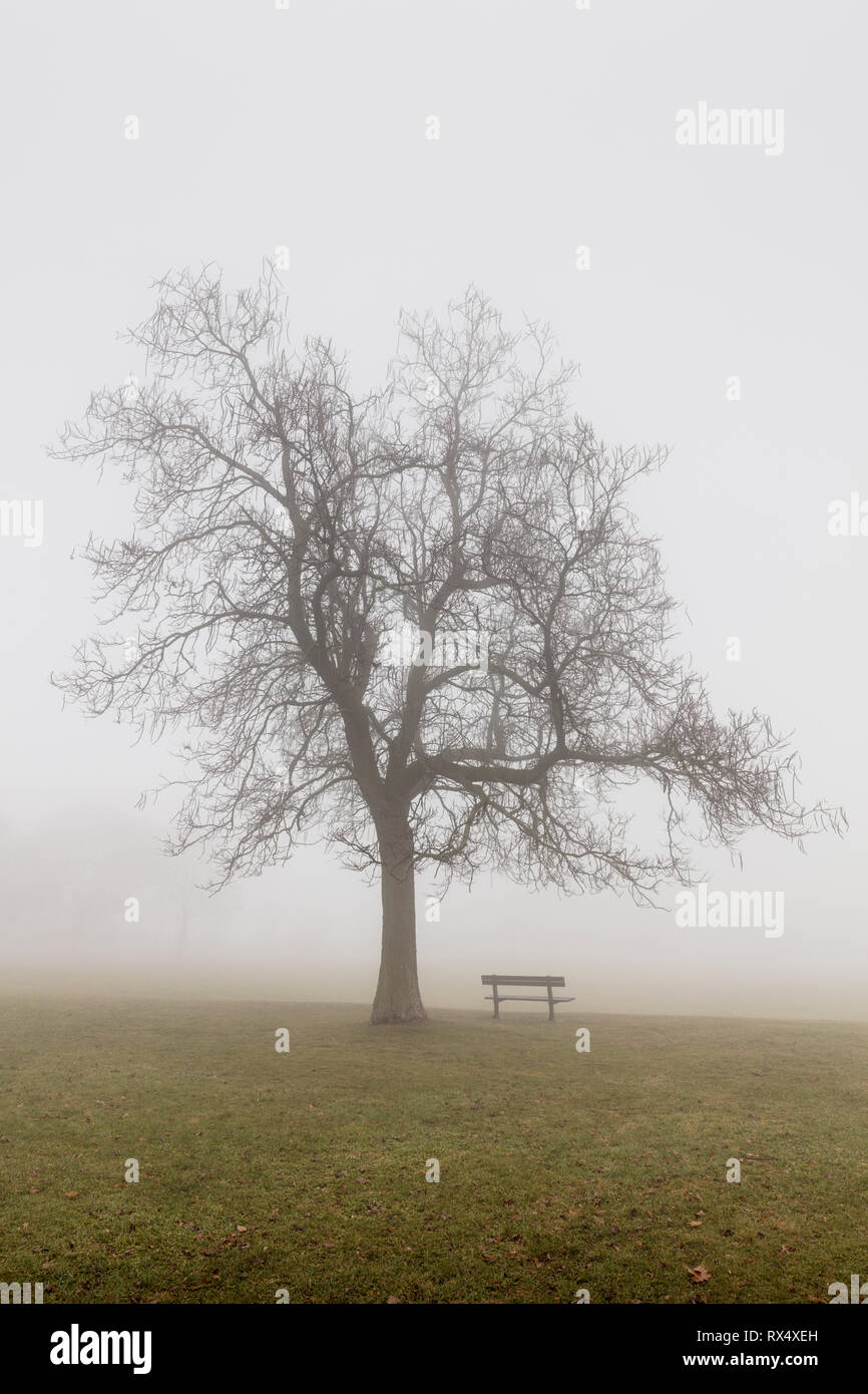 Struttura ad albero e una panchina nel parco nella nebbia in Cattedrale Bluffs Park, Toronto, Ontario, Canada Foto Stock