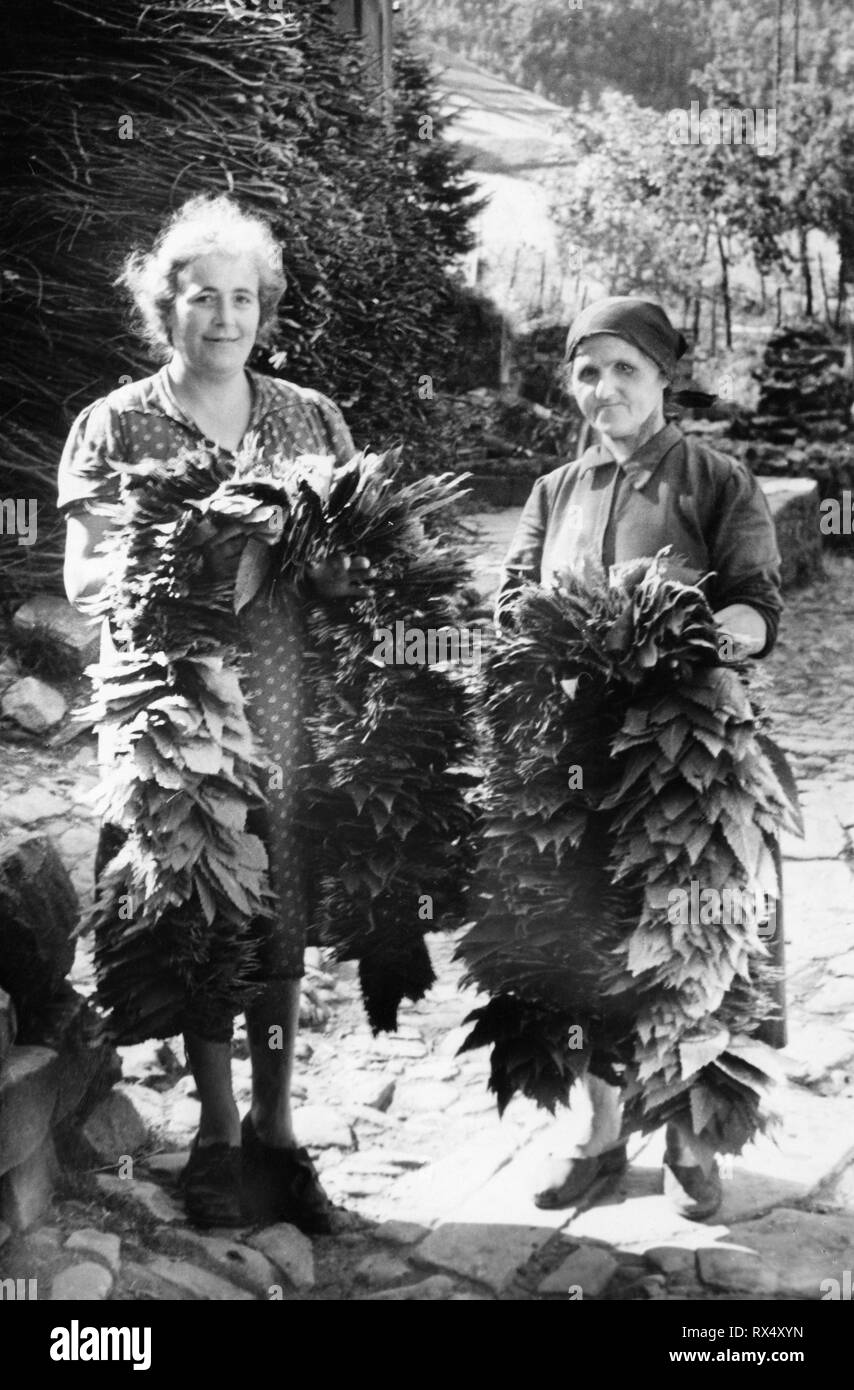 I venditori di foglie essiccate, festival annuale, macchia antonini, toscana, 1953 Foto Stock