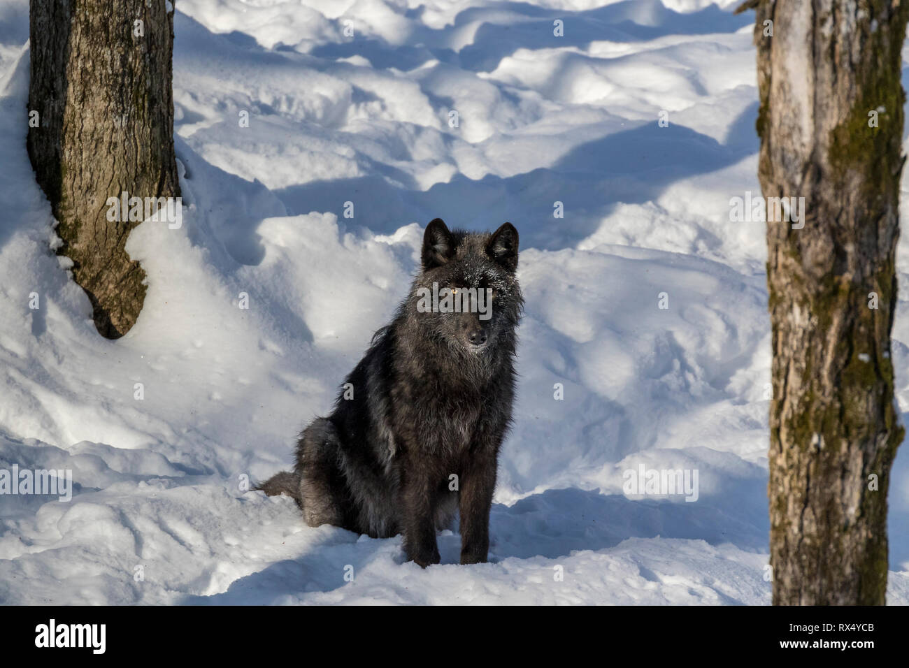 Black Wolf, un melanistic variante colore del Lupo (Canis lupus), Parc Omega, Quebec, Canada Foto Stock