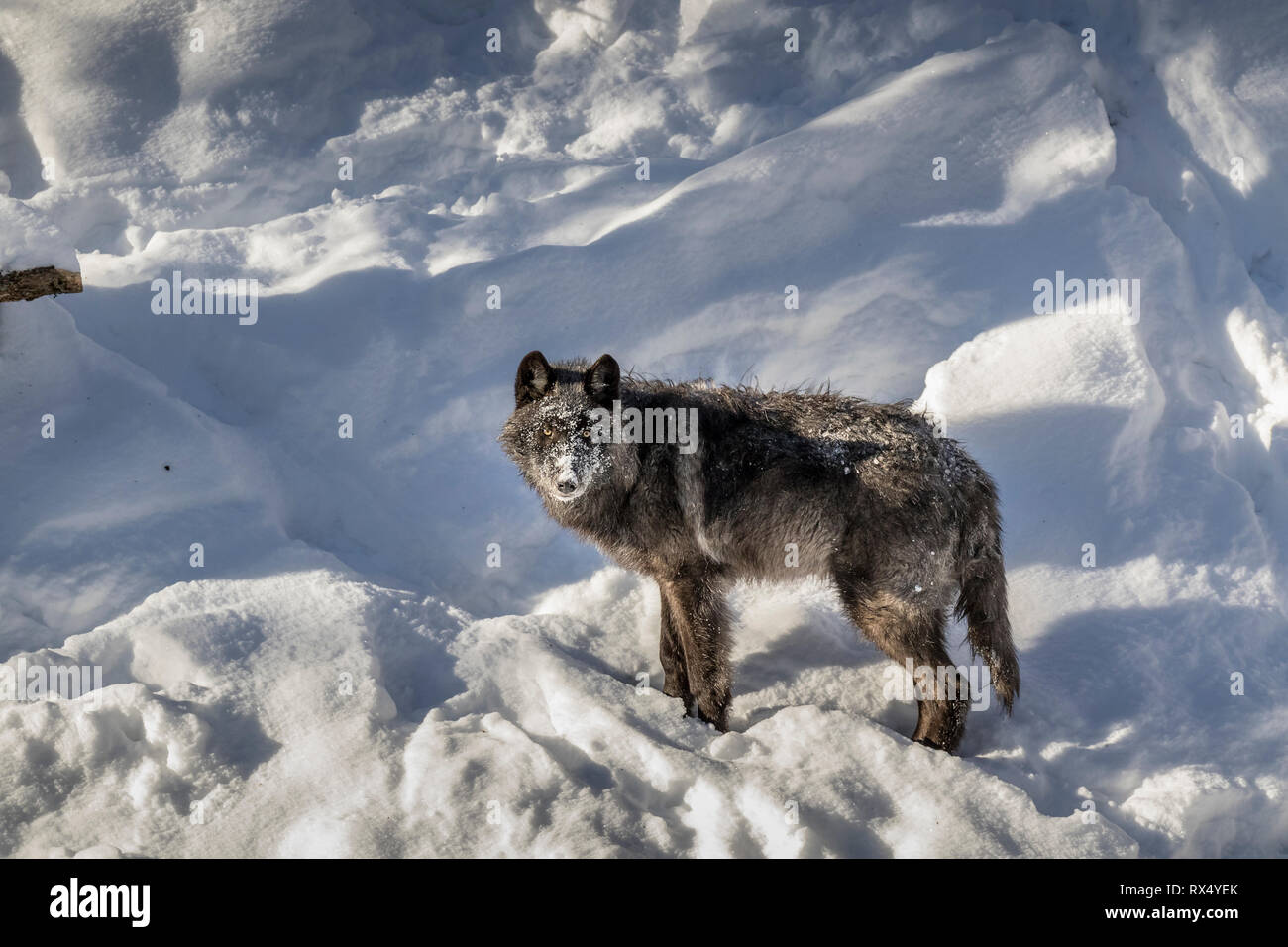 Black Wolf, un melanistic variante colore del Lupo (Canis lupus), Parc Omega, Quebec, Canada Foto Stock