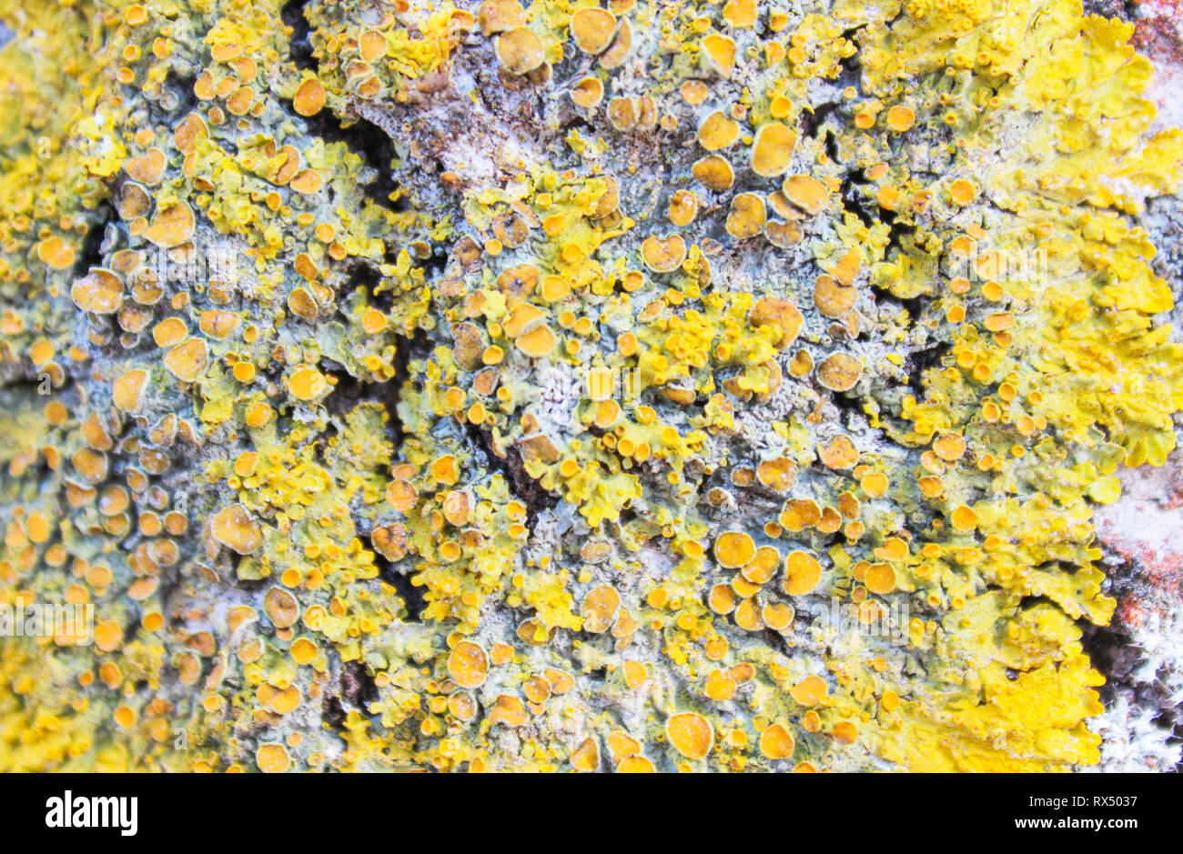 Il Lichen su una corteccia di albero closeup. Macro. Foto Stock