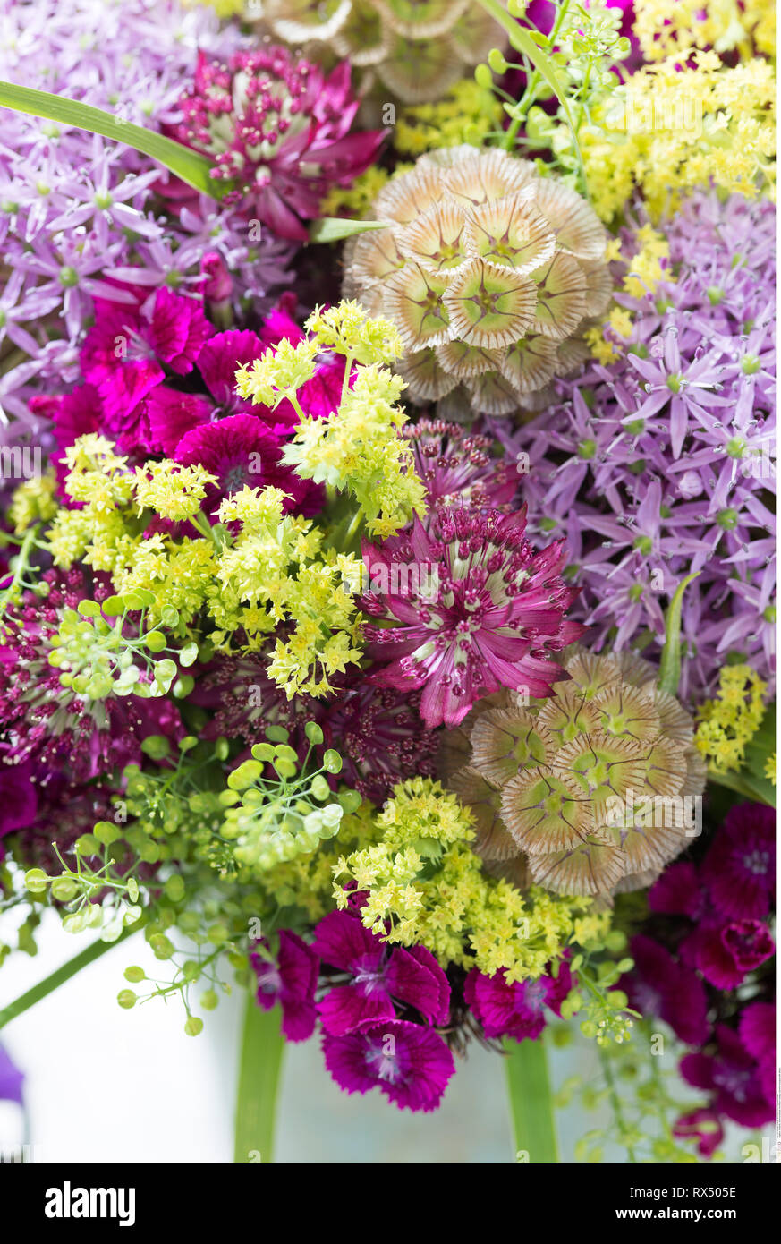 La botanica, estate bouquet con allium, attenzione! Per Greetingcard-Use / Postcard-Use nei Paesi di lingua tedesca talune restrizioni possono applicare Foto Stock