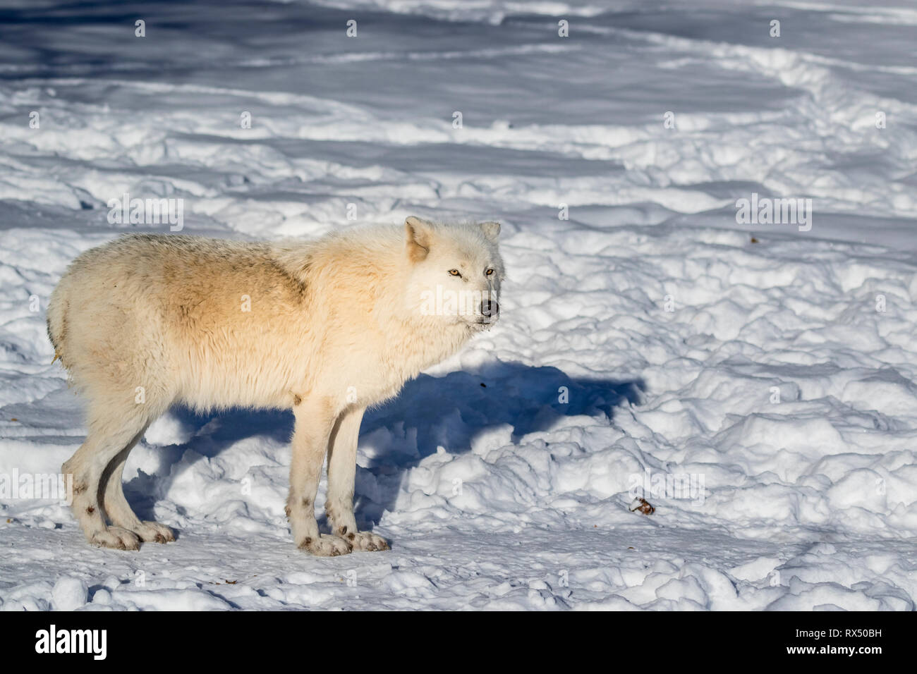 Arctic Lupo (Canis lupus arctos), una sottospecie di Lupo grigio, Parc Omega, Quebec, Canada Foto Stock