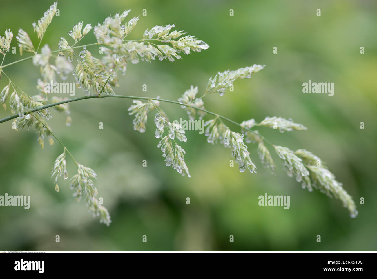 La botanica, erbe sotto la pioggia, attenzione! Per Greetingcard-Use / Postcard-Use nei Paesi di lingua tedesca talune restrizioni possono applicare Foto Stock