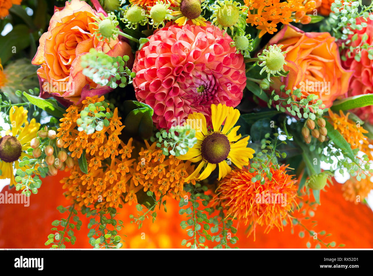 La botanica, in autunno il mazzetto in arancione, attenzione! Per Greetingcard-Use / Postcard-Use nei Paesi di lingua tedesca talune restrizioni possono applicare Foto Stock