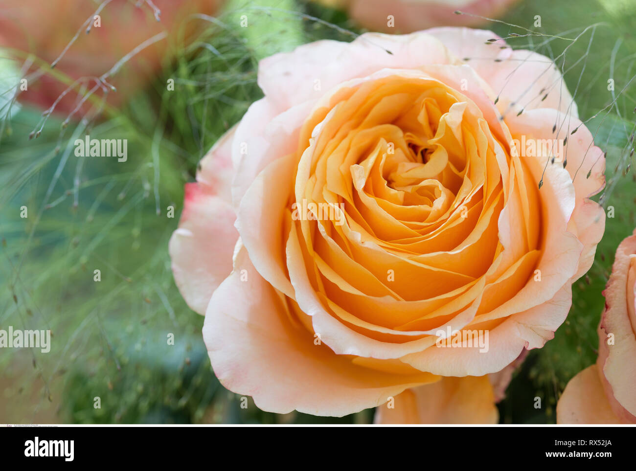 La botanica, rose fiore del tipo 'Caraluna', attenzione! Per Greetingcard-Use / Postcard-Use nei Paesi di lingua tedesca talune restrizioni possono applicare Foto Stock
