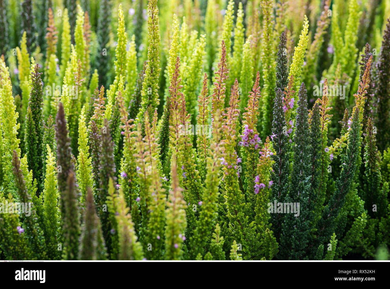 La botanica, fioritura moorland erba della bellezza, attenzione! Per Greetingcard-Use / Postcard-Use nei Paesi di lingua tedesca talune restrizioni possono applicare Foto Stock