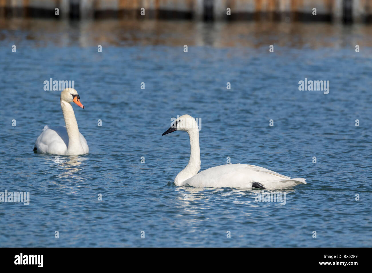 Non nativo Mute Swan (Cygnus olor) con becco d'arancia e nativo Trumpeter Swan (Cygnus buccinator) con becco nero sul lago Ontario, Toronto Ontario, Canada Foto Stock