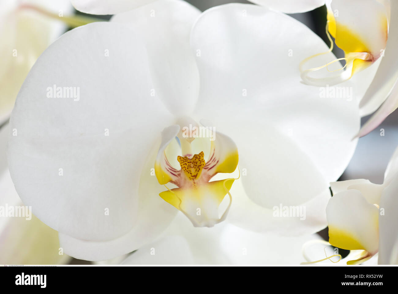 La botanica, bianco phalaenopsis blossom, attenzione! Per Greetingcard-Use / Postcard-Use nei Paesi di lingua tedesca talune restrizioni possono applicare Foto Stock