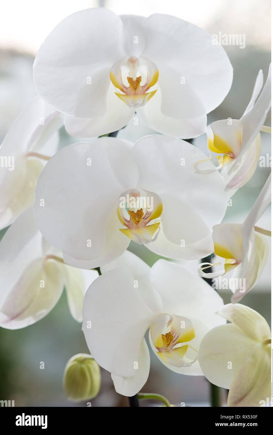 La botanica, bianco phalaenopsis blossom, attenzione! Per Greetingcard-Use / Postcard-Use nei Paesi di lingua tedesca talune restrizioni possono applicare Foto Stock