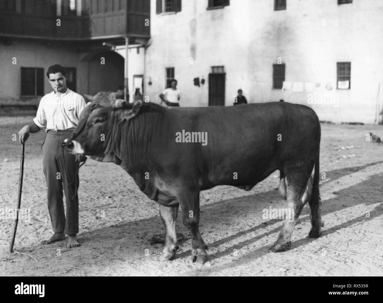 L'Italia, Piemonte, novara, bull 1940-1950 Foto Stock