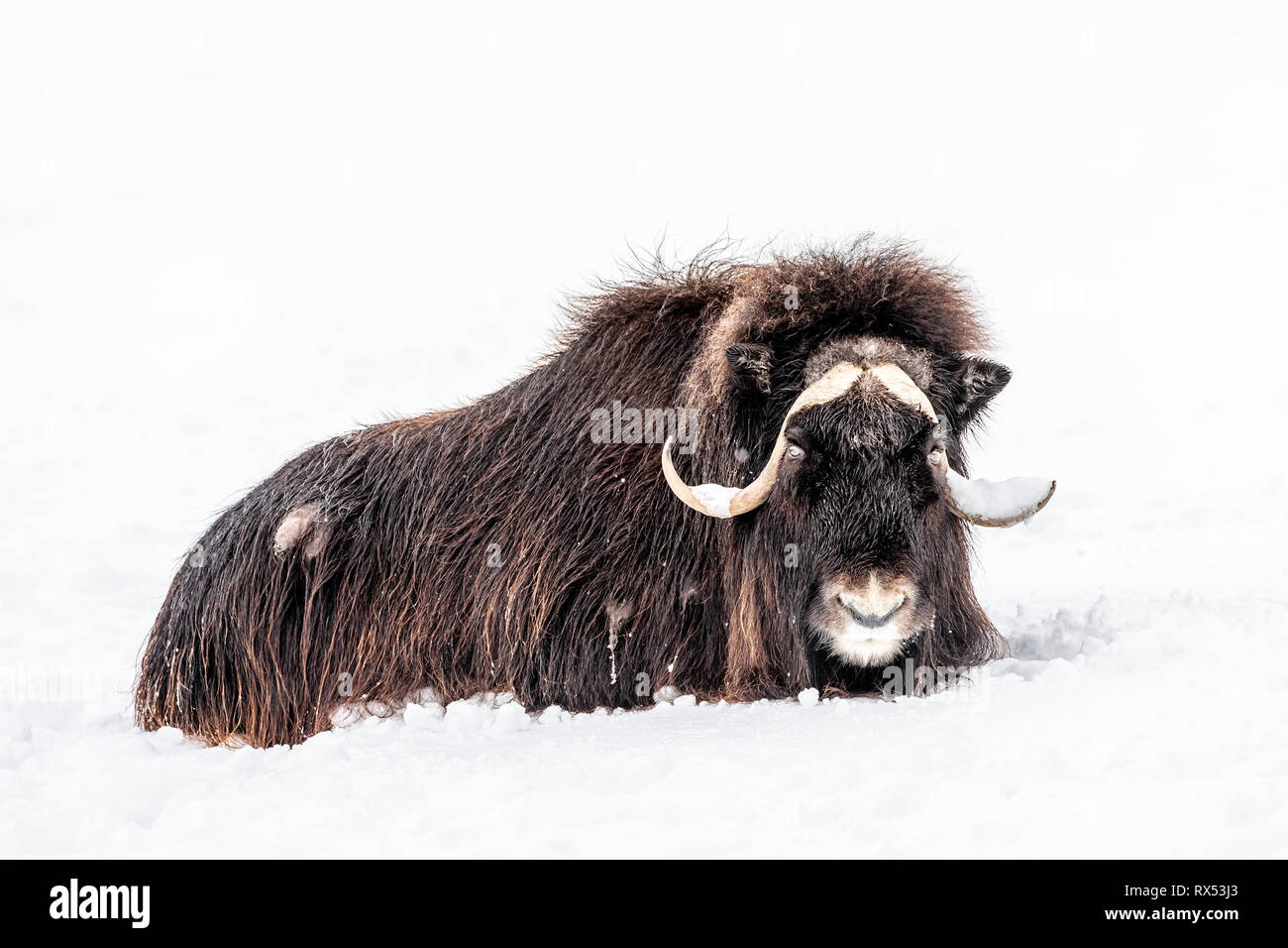 Muskox, Ovibos moschatus, in inverno, animali in cattività, Manitoba, Canada. Foto Stock