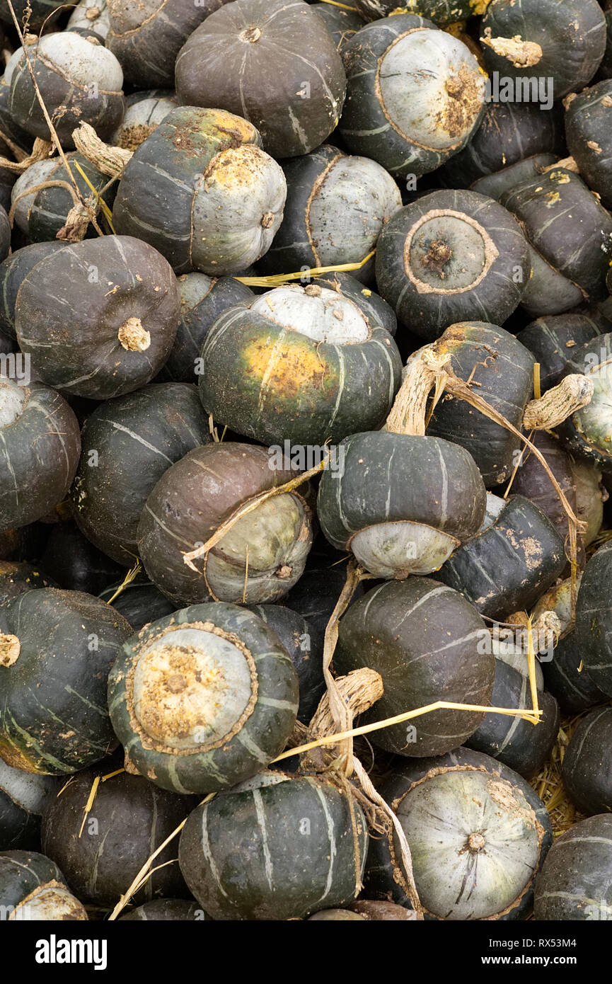 Ranuncolo Squash, varietà di turbante squash Foto Stock