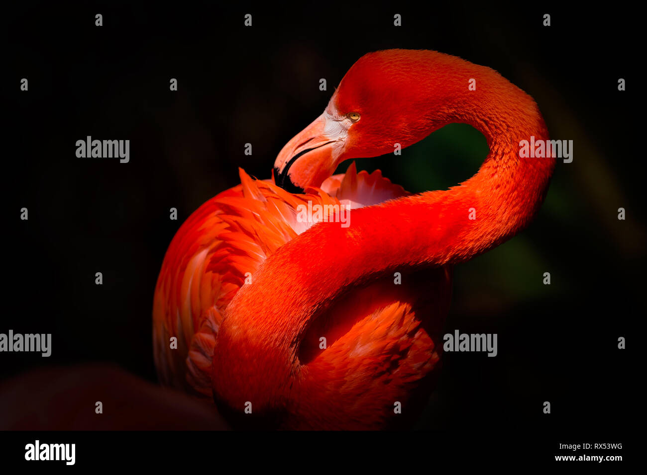 Ein roter Flamingo bei der Gefiederpflege Foto Stock