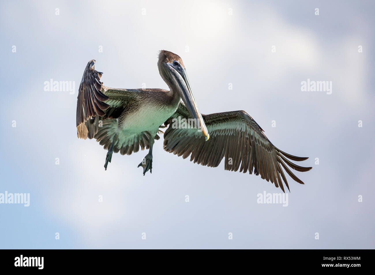 Ein Pelikan fliegt mit sowie sowie sowie Foto Stock