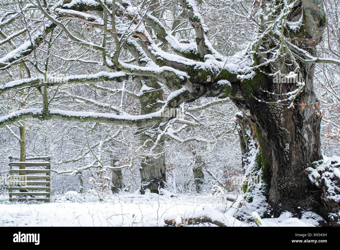 Märchenhafter Märchenwald Winterwald mit alten knorrigen Buchen-Bäumen im Halloh Hutewald im Nationalpark Kellerwald Foto Stock