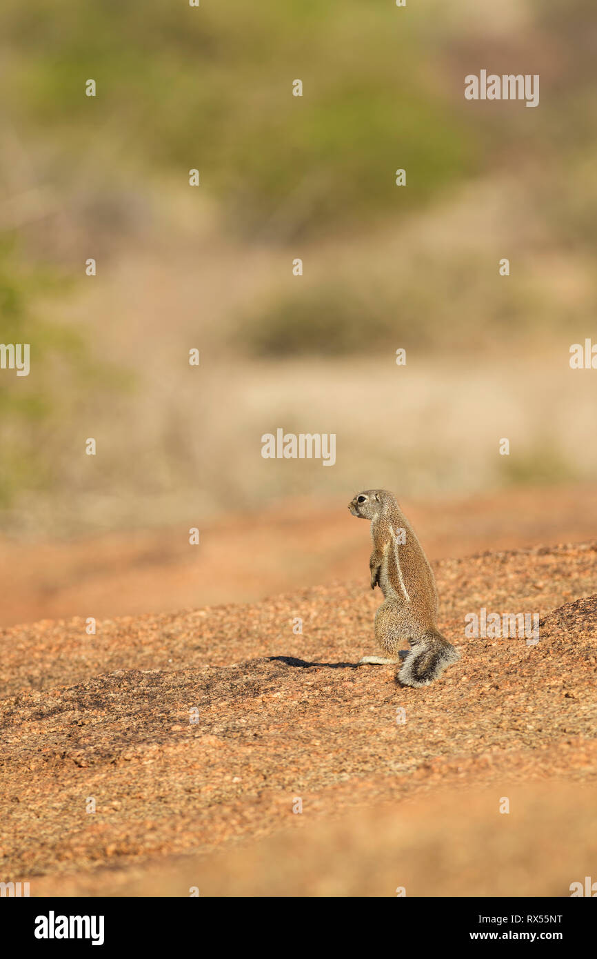 Massa Damara scoiattolo - Xerus princeps bellissimo grande scoiattolo da cespugli di africani e montagne, Namibia. Foto Stock