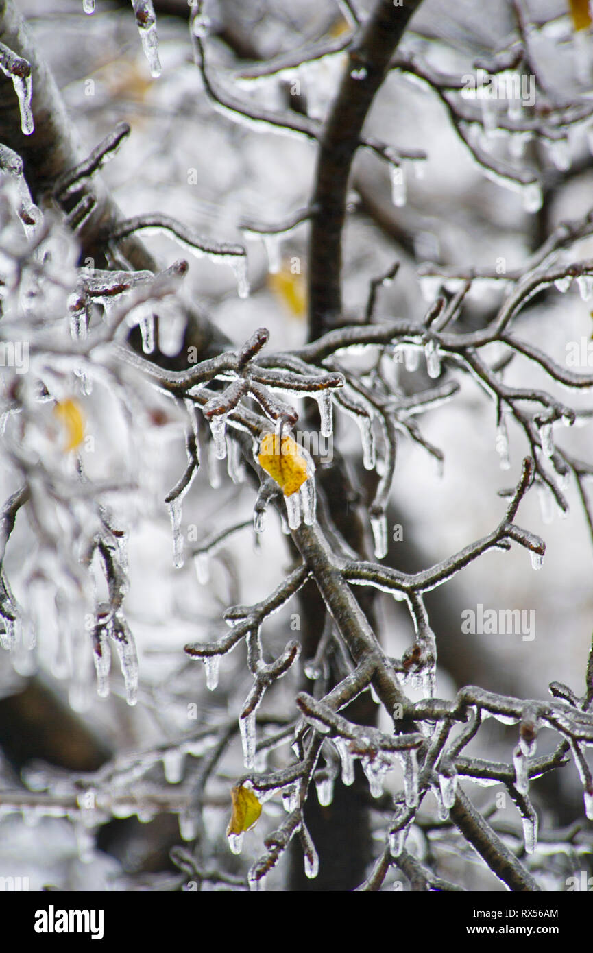 Coperte di ghiaccio a rami di alberi dopo una pioggia di congelamento in Ontario, Canada Foto Stock