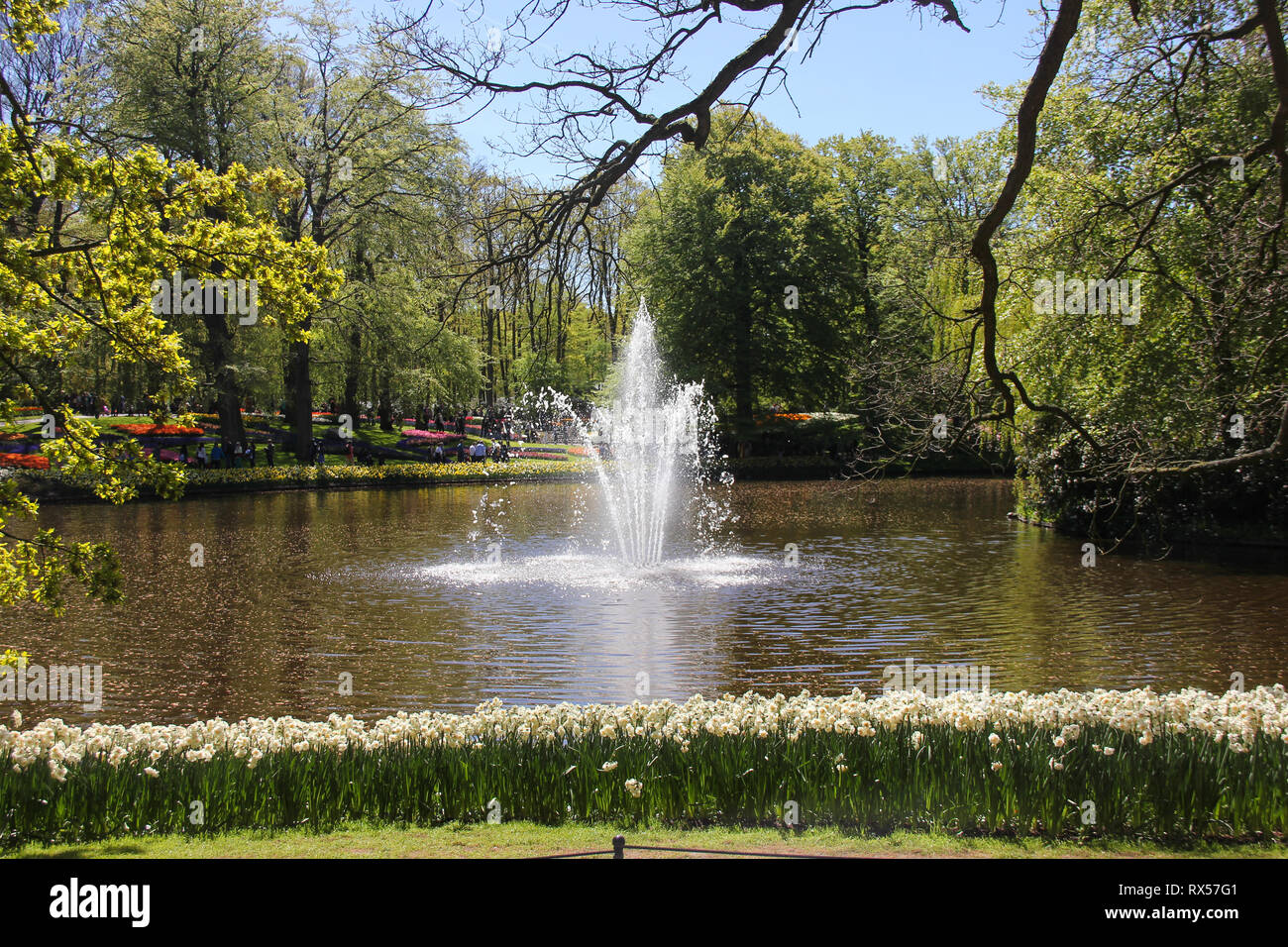 Incredibile tempo di primavera in Keukenhof Flower Garden. Fontana nel mezzo del lago nella giornata di sole. Fila di bella narcisi. Paesi Bassi, Olanda Foto Stock