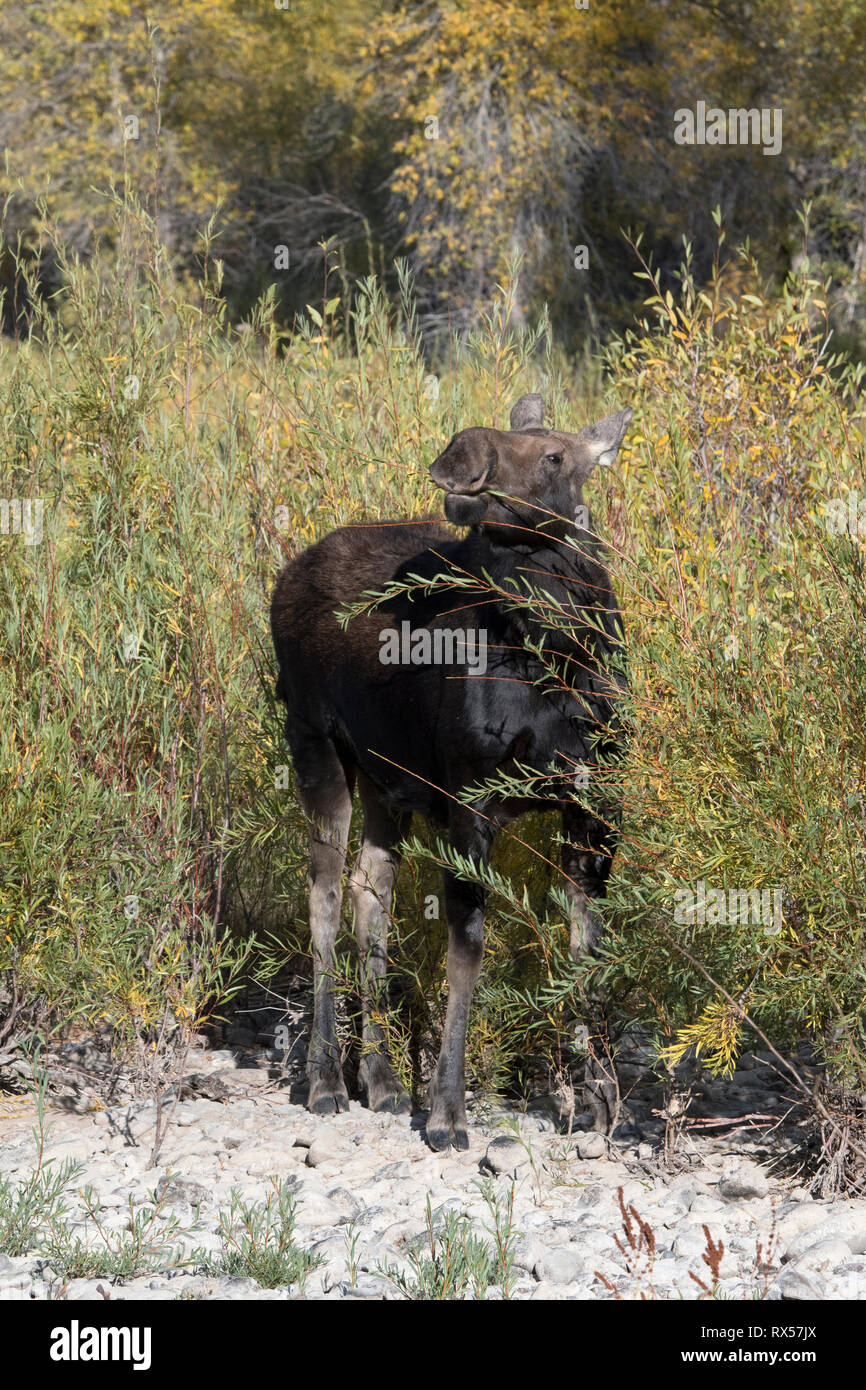 Mucca Shiras alci (Alces alces sherasi), mangiare willow, Grand Teton National Park, Wyoming autunno Foto Stock