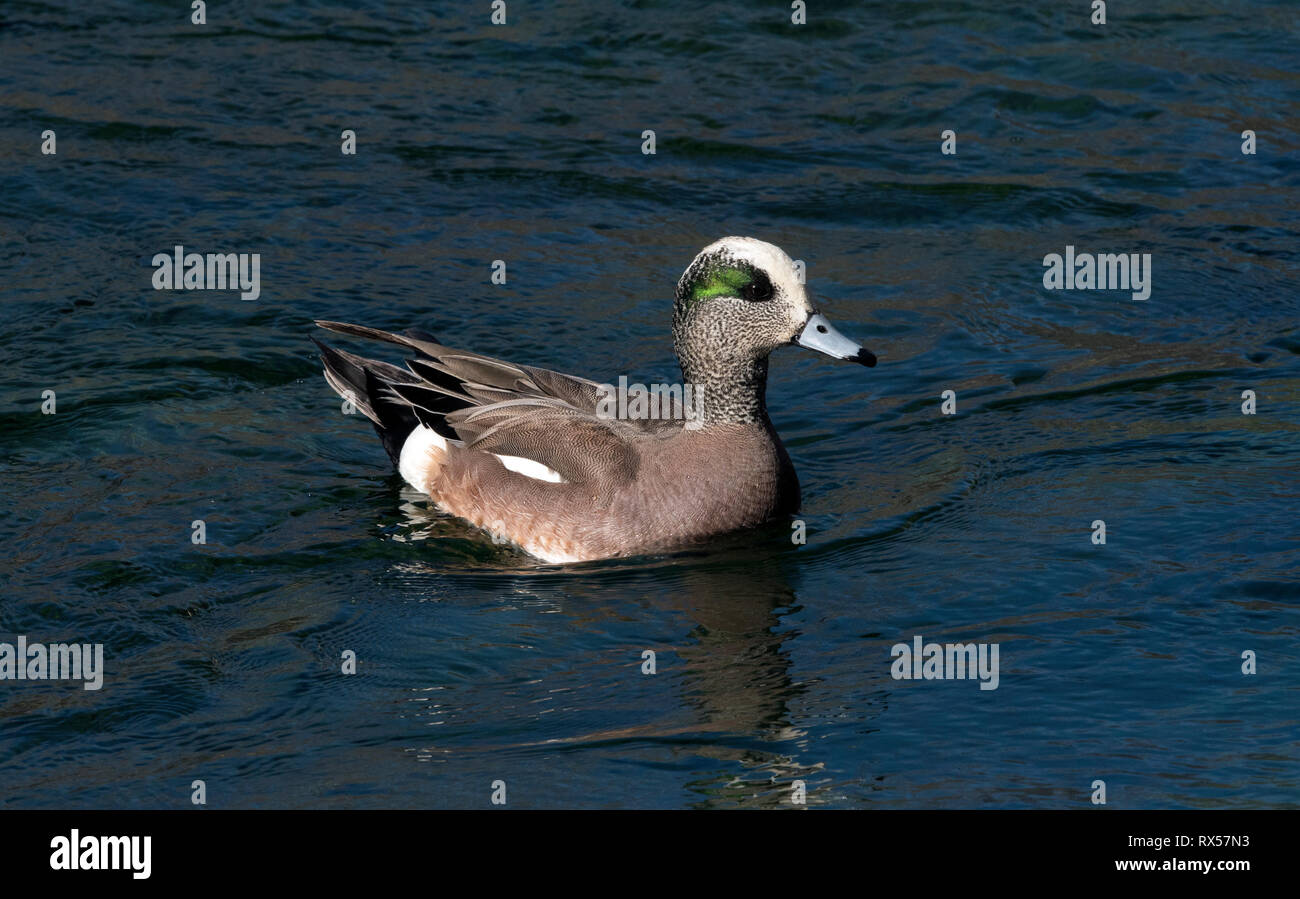 Maschio Wigeon americano (Anas americana), anche Baldpate.-a dedicarmi anatra. Il gorgogliamento stagni Bird Area, Cornville, AZ Foto Stock