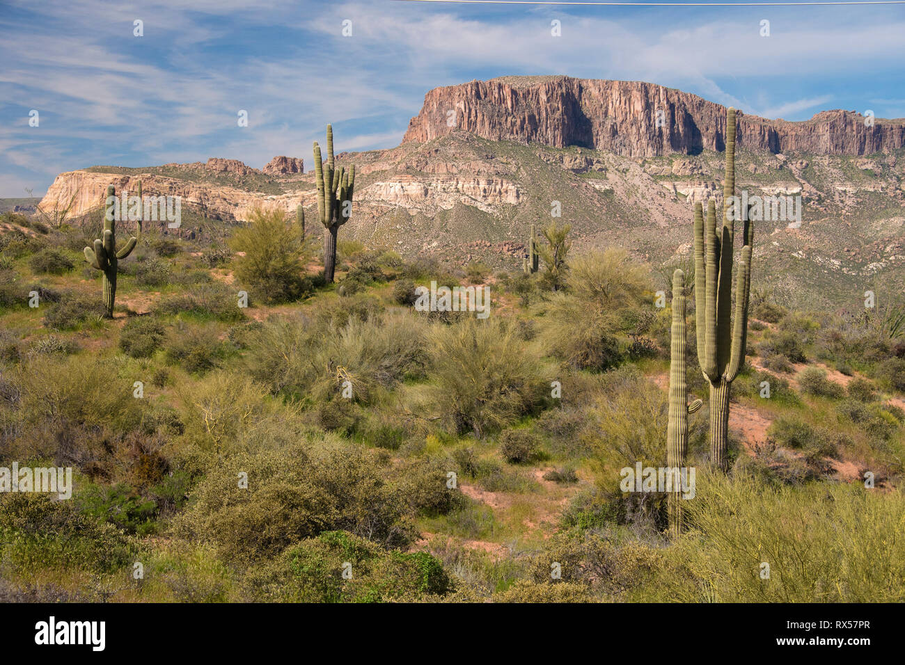 Cactus Saguaro (Carnegiea gigantea) lungo la 40 miglio Apache Trail, o AZ 88 come è ufficialmente noto con Theodore Roosevelt Lago, si snoda attraverso il Superstition Mountains e Tonto National Forest, fuori di Phoenix, AZ. Foto Stock