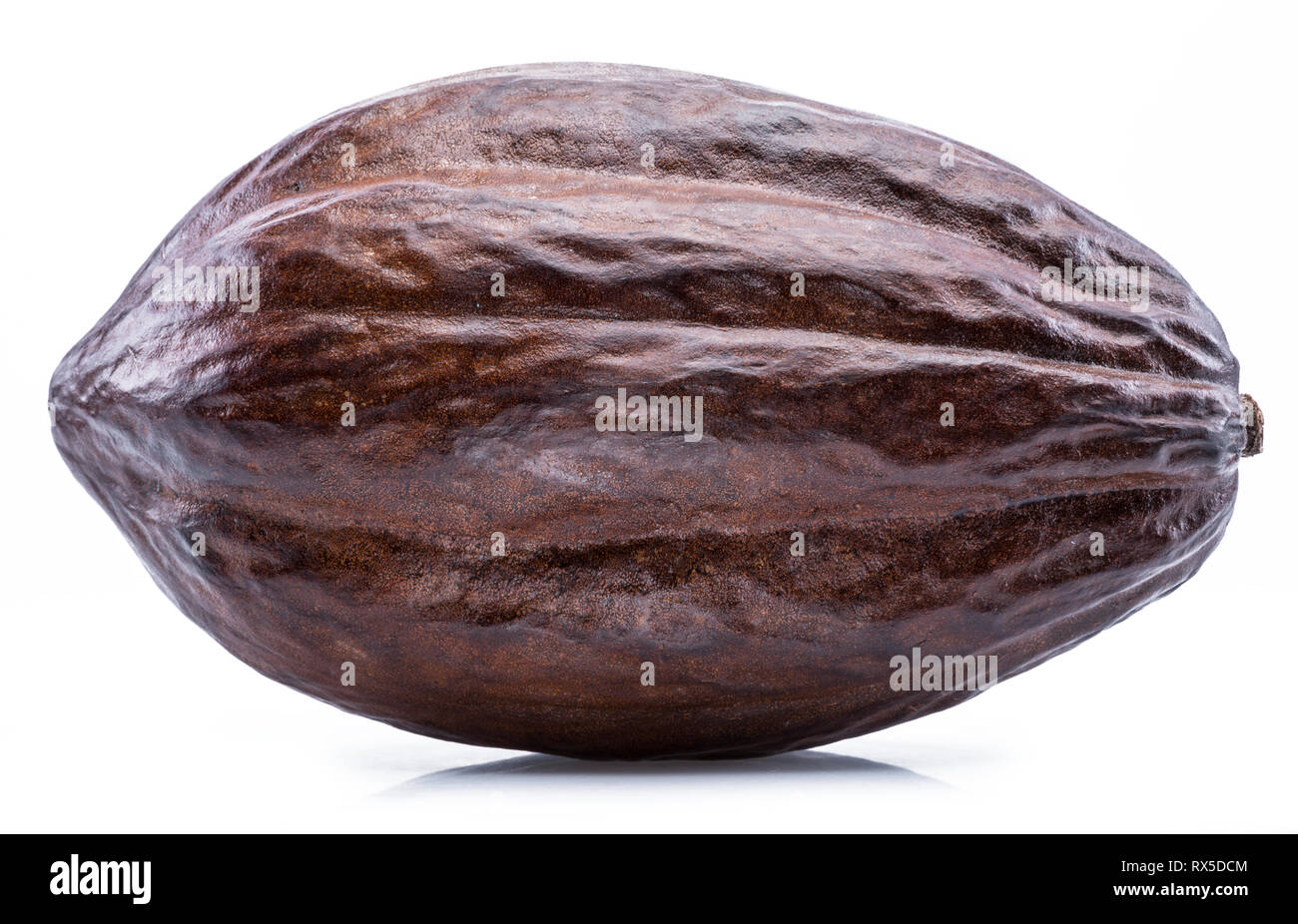 Cacao Marrone pod isolato su uno sfondo bianco. Foto Stock