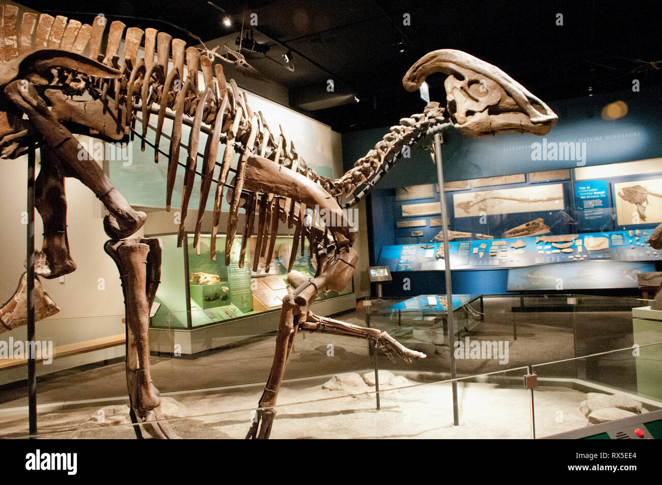 America, Stati Uniti, Illinois, Chicago, il campo Museo di Storia Naturale, anatra fatturati hadrosaur, fossili Parasaurolophus Foto Stock