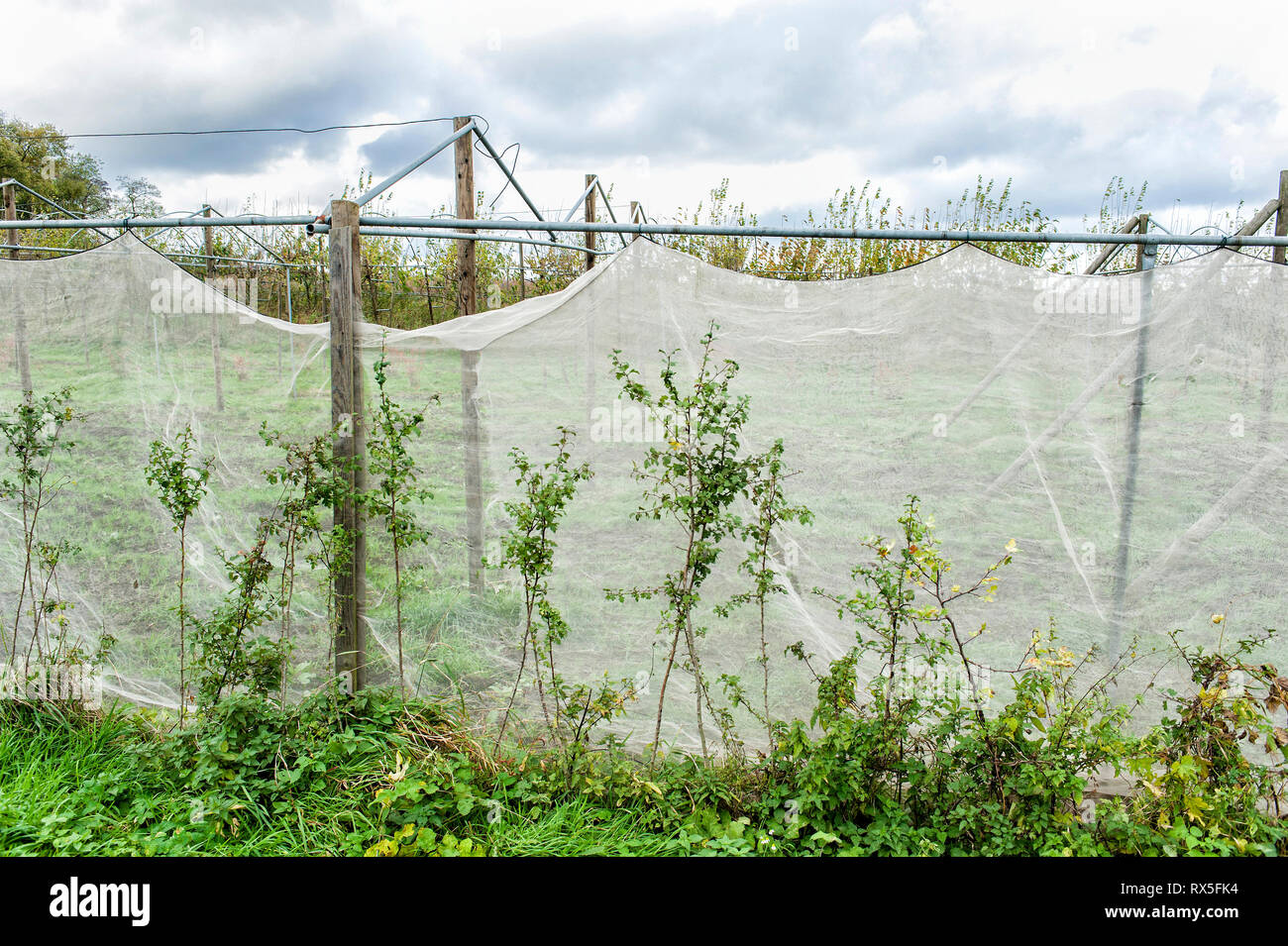 Un Betallgestellen haengen alte Netze umrankt von Gruenpflanzen Foto Stock