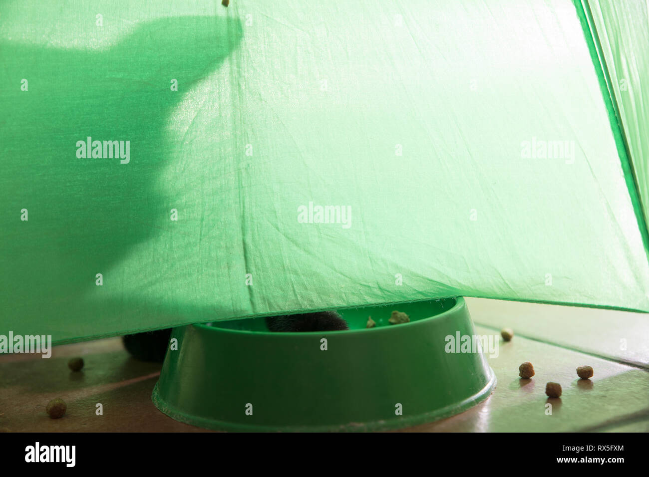 Ombra di un gatto sotto un ombrello verde mangiare crocchette di purè di patate Foto Stock