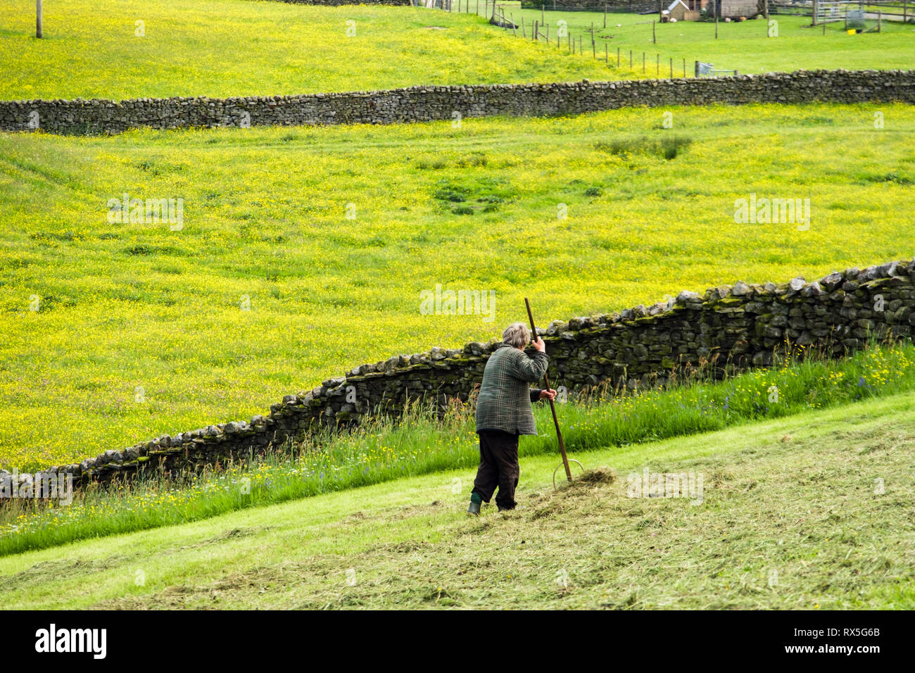 Un agricoltore femmina che gira fieno a mano rastrello in un campo in estate. Thwaite Swaledale Yorkshire Dales National Park North Yorkshire Inghilterra Regno Unito Gran Bretagna Foto Stock