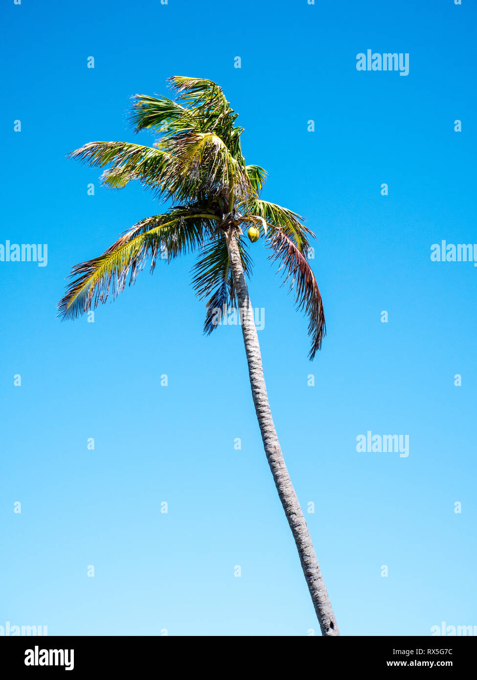 Palm Tree, strada bianca spiaggia, remota spiaggia tropicale, rock Suono, Eleuthera, Bahamas, dei Caraibi. Foto Stock