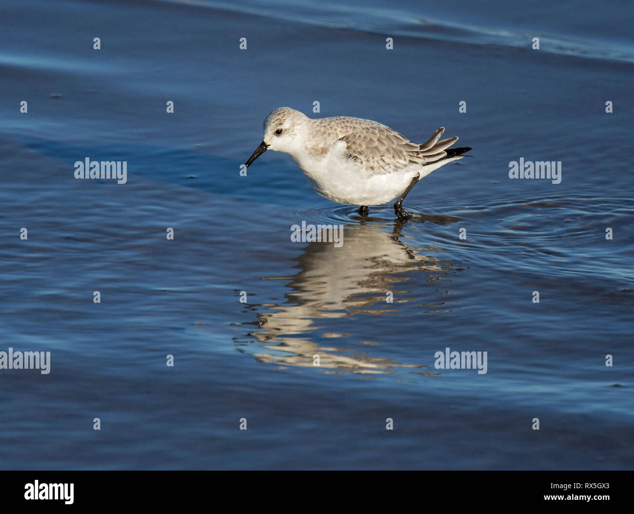 Sanderling, Calidris alba, rovistando in acque poco profonde, Morecambe Bay, Lancashire, Regno Unito Foto Stock