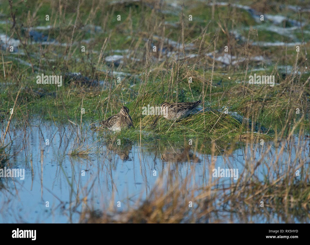 Coppia di Beccaccino, Gallinago gallinago, in Salt Marsh, Morecambe Bay, Regno Unito Foto Stock