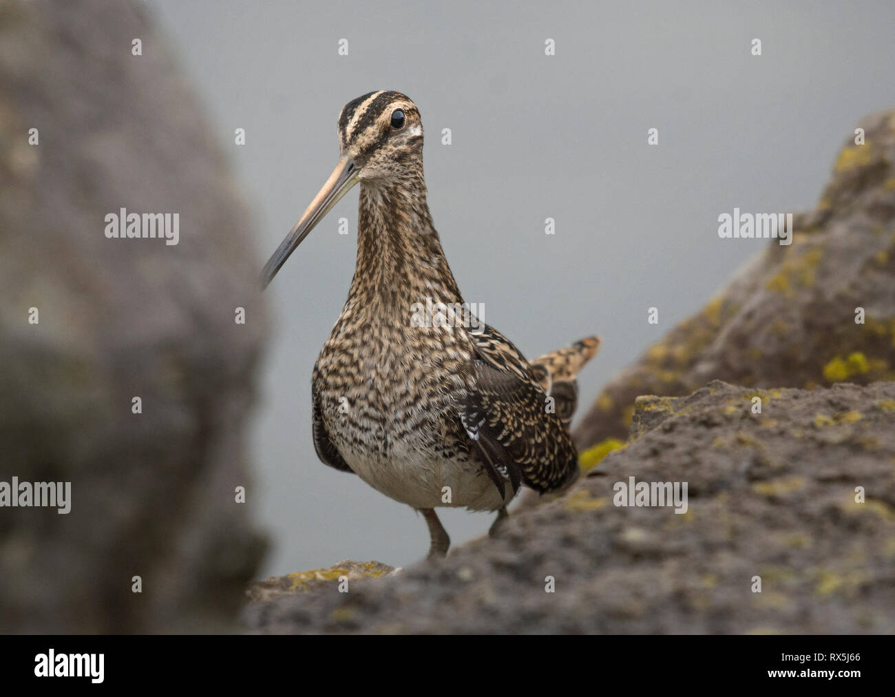Beccaccino, Gallinago gallinago, su roccia, contro sfondo semplice, Morecambe Bay, Regno Unito Foto Stock