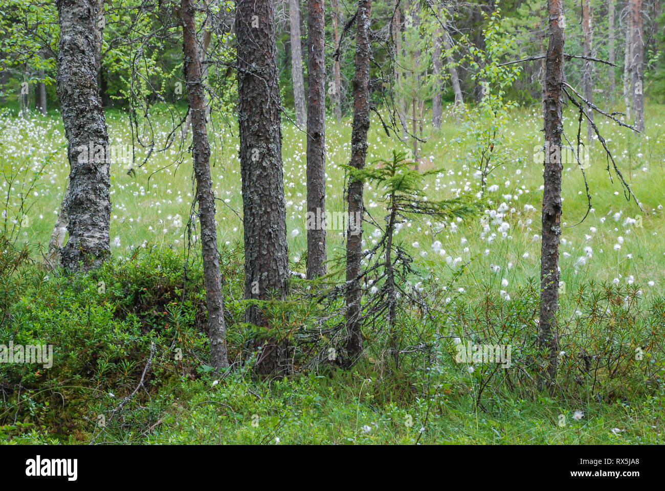 La Taiga Foresta (foresta boreale) biome, naturale paesaggio selvaggio nel nord est della Finlandia, Europa, con alberi di conifere e cottongrass . Foto Stock