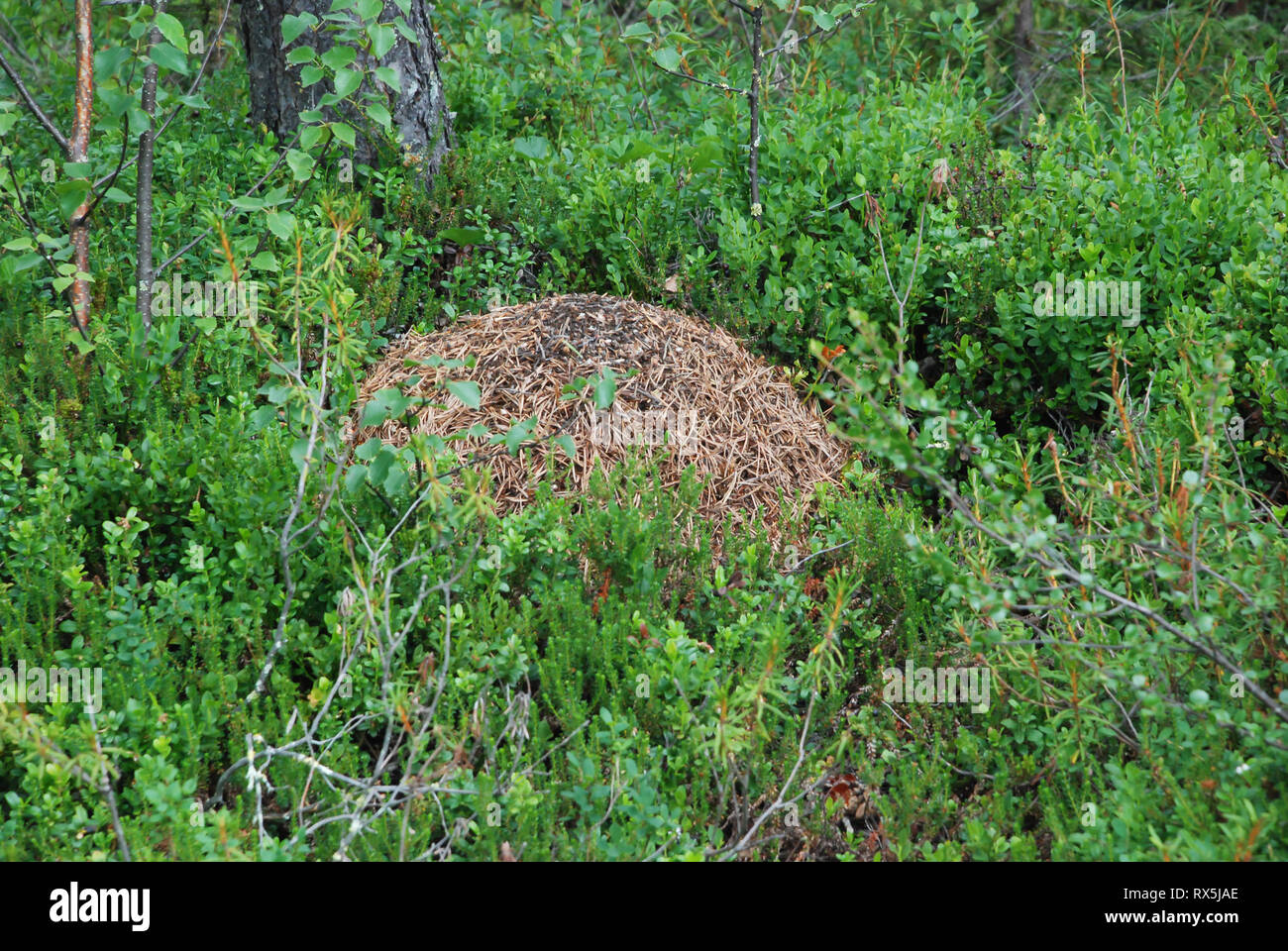 Legno grande ant nest nella Taiga Foresta (foresta boreale) biome, naturale paesaggio selvaggio nel nord est della Finlandia, Europa. Foto Stock