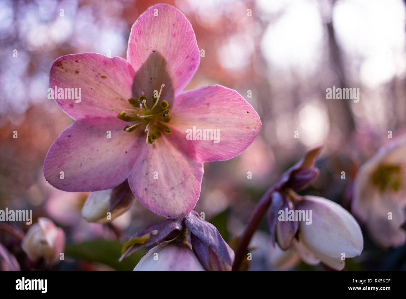 Rosa winter rose, Helleborus, fiore di primavera Foto Stock