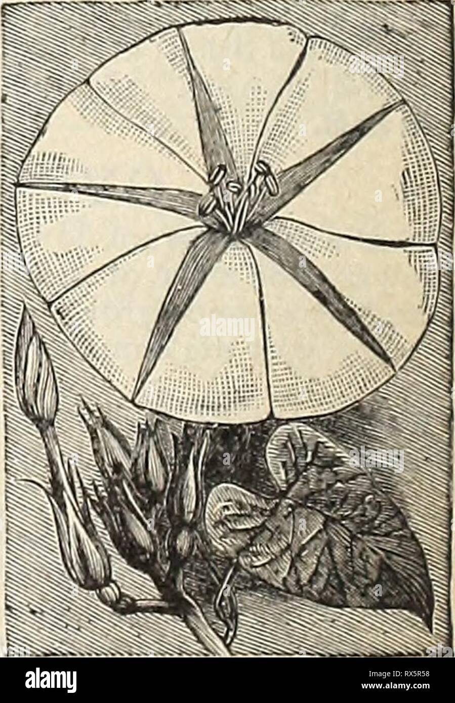 E H Hunt seedsman E. H. Hunt : seedsman ehhuntseedsman1894hunt Anno: 1894 - Alba. Fra- sovvenzione; bianco puro 5 - Scarlatina. Flow-ers sostenuti in umbels ic - Rubro Coeruleo. Ampio e bellissimo skj' fiori blu 10 - - Alba.Bianco 10 IMPIANTO DI GHIACCIO. Un singolare cercando pianta con spesse, foglie carnose che ha e l'apparenza di essere coperta di cristalli di ghiaccio. Iniziare presto in vasi e trapianto in luce suolo sabbioso in una situazione di caldo.T. A. M. Crystallinum HOLLYHOCKS 5. HUMULUS JAPONICUS, o hop giapponese. Un meraviglioso scalatore annuale dal Giappone, crescendo con grande rapidità, e molto densa foli- età. Co Foto Stock