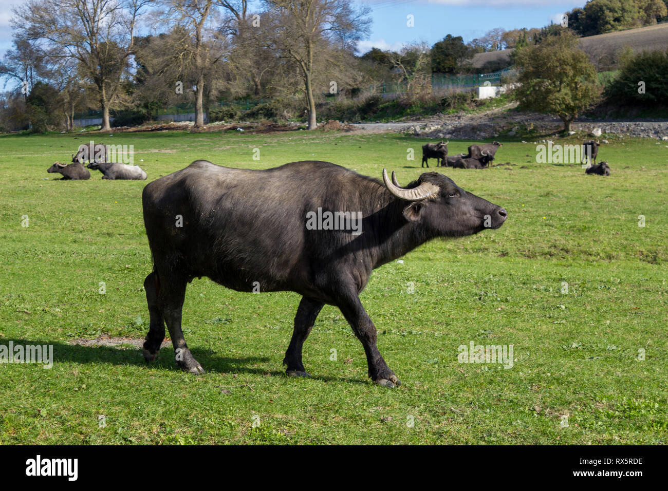 Allevamento di Bubalus bubalis (acqua) di bufalo pascolano Foto Stock