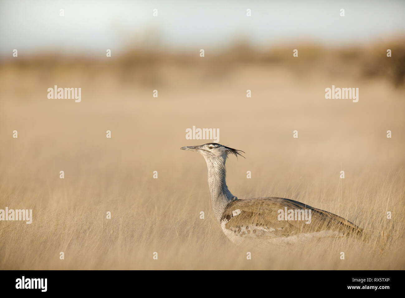 Kori Bustard in Etosha National Park, Namibia. Foto Stock