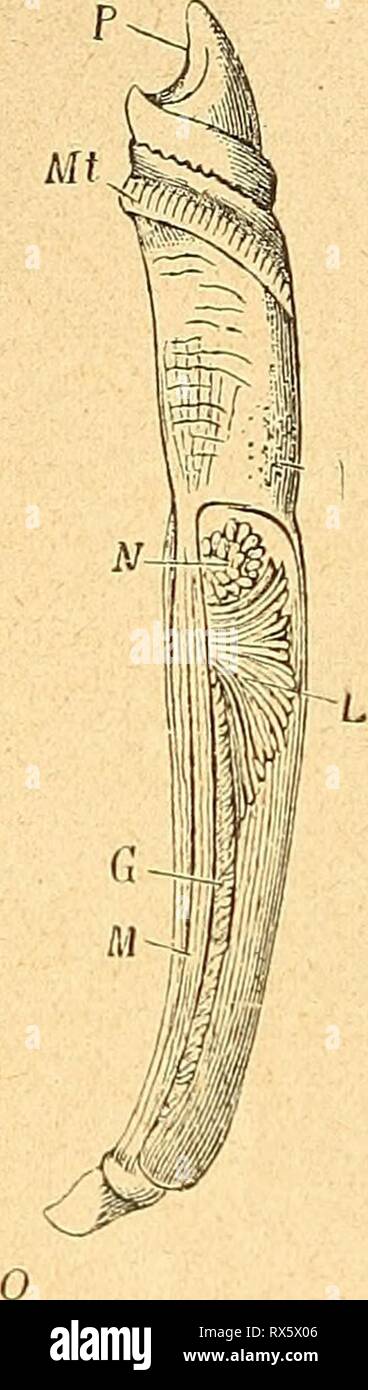 Einführung in die europäische Meeresmolluskenfauna Einführung in die europäische Meeresmolluskenfauna an der mano Hauptrepräsentanten ihrer einfhrungindieeu00bchn Anno: 1913 34 Schließlich soll noch erwähnt werden, dass es auch parasitisch lebende Meeresgastropoden gibt, ein berühmtes Beispiel dafür ist die in der Klettenholothurie, einem zu den Stachelhäutern, speziell zu den Seewalzen gehörigen Tiere, lebende Entocöncha miräbilis, von deren näherer essere- schreibung jedoch hierorts abgesehen werden muß, da sie unseren Faunenbezirken nicht angehört. Text-Fig. 37. Livello von Dentalium, P Grabfuß, Foto Stock
