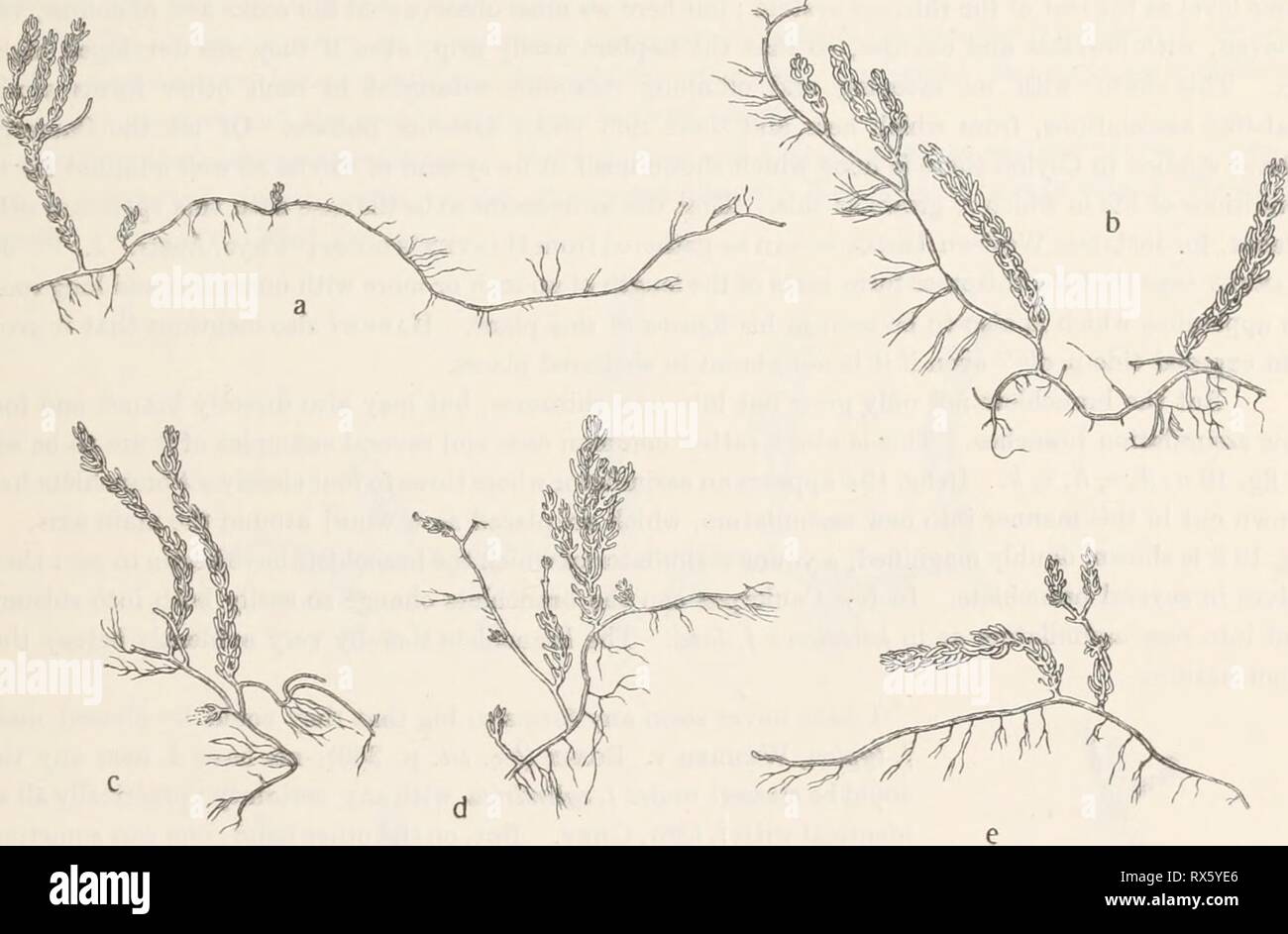 Ecologico e studi sistematici di ecologico e studi sistematici del Ceylon specie di Caulerpa ecologicalsystem00unse Anno: 1906 IHE CEYLON specie di Caulerpa. 125 root-rami fissati per le rocce cicatriziale ; D'altro canto, gli assi verticali sono pochi e con ratiier grandi intervalli tra loro. Il risultato è che la pianta diventa saldamente fissata, a causa del rizoma e il sistema di radici sono così fortemente sviluppato in confronto con le relativamente poche e brevi rami di assimilazione che esse devono mantenere attaccato. Gli assi verticali sono sottili con vicino pinnule. Questi, in reg Foto Stock