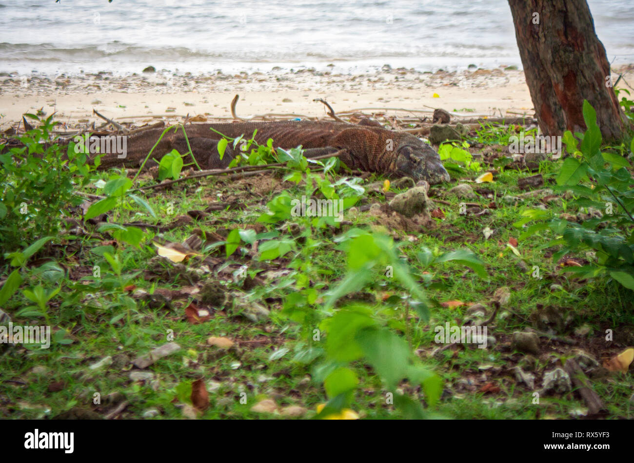 Drago di Komodo sull isola indonesiana di Komodo. È la più grande specie viventi di lucertola, hanno un infame ghiandole e può eseguire fino a 20km/h. Foto Stock