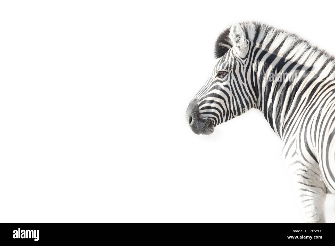 Una chiave di alta immagine di una zebra Foto Stock